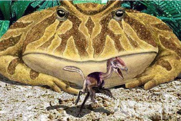Con ếch lớn nhất lịch sử: dài hơn 1m, thậm chí ăn thịt cả khủng long, ngoài sức tưởng tượng của con người