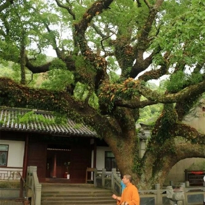 Cây sồi tai ngỗng Phổ Đà ở chùa Huệ Tế trên núi Phổ Đà, tỉnh Chiết Giang, Trung Quốc. (Ảnh: Baidu)