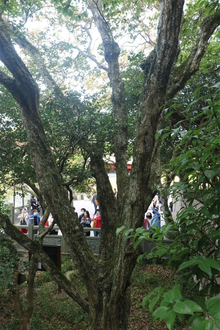 Cây sồi tai ngỗng Phổ Đà ở chùa Huệ Tế từng là cá thể duy nhất còn tồn tại trên Trái Đất. (Ảnh: Baidu)