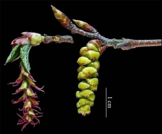 Sự khác nhau giữa hoa đực và hoa cái của sồi tai ngỗng Phổ Đà. (Ảnh: The Paper)
