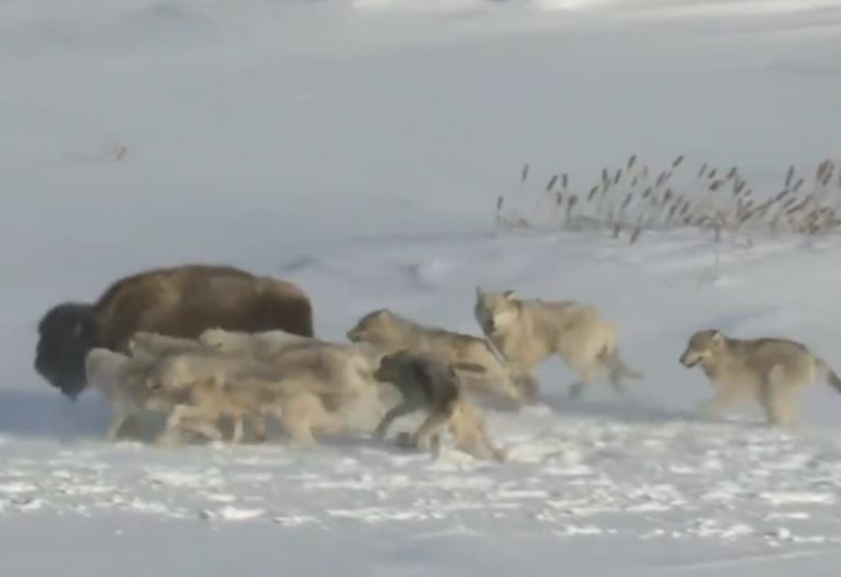 Bò rừng bison bất ngờ bị đồng loại "hạ gục" khi đang chạy trốn kẻ săn mồi