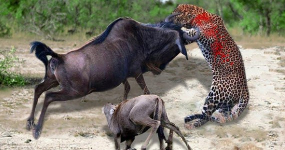 Clip: Linh dương đầu bò liều mình quyết chiến báo hoa mai giải cứu con nhỏ