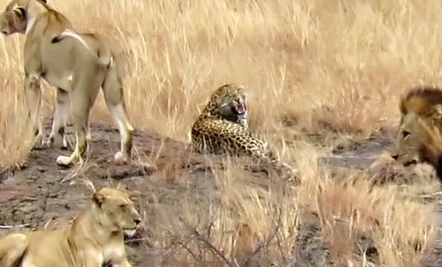 Clip: Báo hoa nhanh trí, trốn thoát tài tình khỏi vòng vây của bầy sư tử