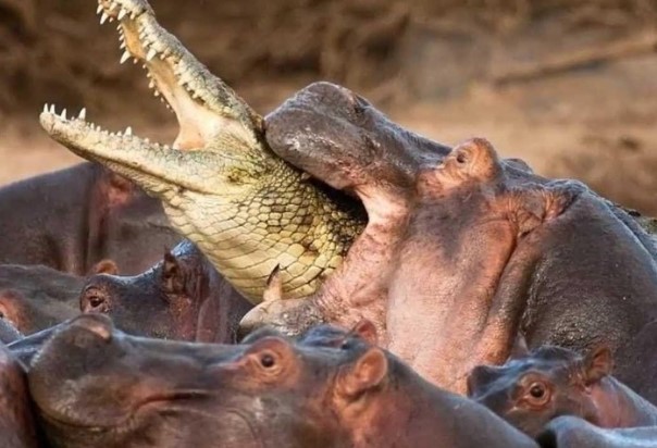 Clip: Ông vua đầm lầy - cá sấu bị đàn hà mã điên cuồng "làm gỏi"