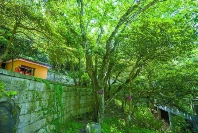 Loài cây độc nhất vô nhị trên thế giới, suýt bị tuyệt chủng ở Trung Quốc