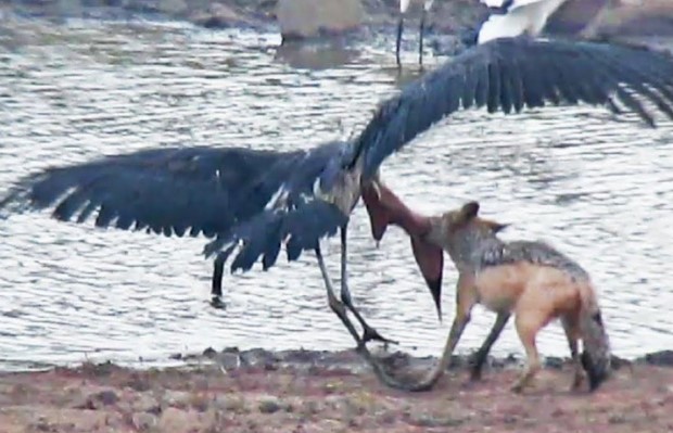 Clip: Cuộc chiến sinh tồn khốc liệt giữa chó rừng và cò marabou khổng lồ