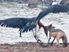 Clip: Cuộc chiến sinh tồn khốc liệt giữa chó rừng và cò marabou khổng lồ