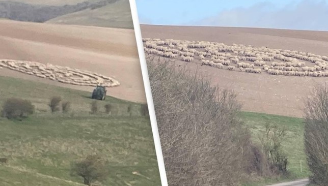 Clip: Rớt nước mắt trước nỗ lực giải cứu con nhỏ của linh dương đầu bò trước báo săn tinh quái