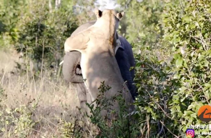 Cuộc chiến sống còn đầy gay cấn giữa sư tử và voi