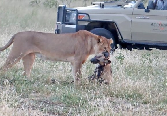 Clip: "Giả chết như thật" con chó hoang nhanh trí thoát chết nanh vuốt của sư tử