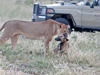 Clip: "Giả chết như thật" con chó hoang nhanh trí thoát chết nanh vuốt của sư tử