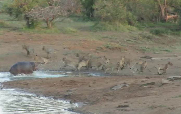 Hà mã dũng cảm, một mình đối đầu với đàn sư tử 15 con