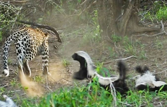 Clip: 'Thót tim' khi xem cảnh lửng mật ong 'hạ gục' báo đốm để giải cứu con