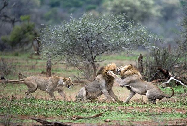 Sư tử đực nổi điên vì bị làm phiền trong lúc giao phối