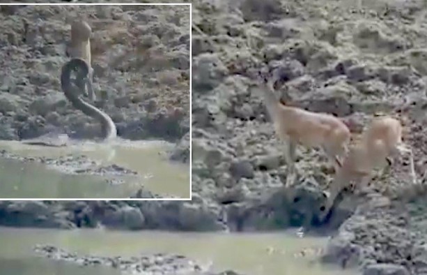 Clip: Pha tập kích, phi thân từ dưới nước tóm gọn con hươu của trăn khổng lồ trong nháy mắt