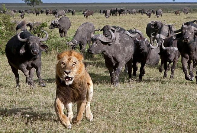 Sư tử chạy thục mạng khi bị đàn trâu rừng hung dữ truy đuổi