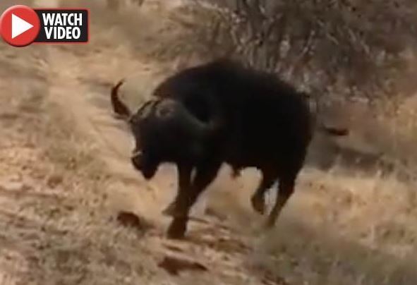 Thót tim cảnh trâu rừng truy đuổi khách du lịch để "đòi ăn bánh quy"