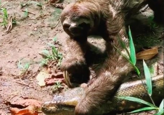 Clip: Bị trăn Anaconda khổng lồ ngáng đường, hành động của con lười khiến kẻ săn mồi phải "sững cả người"