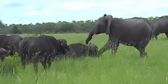 Clip: Nghịch dại đá vào đầu trâu rừng, voi con suýt phải trả giá đắt