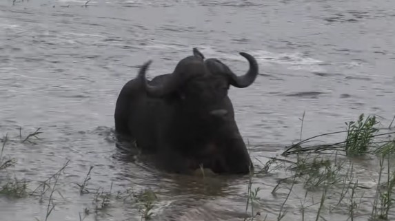 Clip: Ngủ say quá, cặp trâu rừng suýt bị nước lũ cuốn trôi theo dòng nước