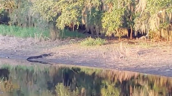 Con cá sấu kiên nhẫn nằm quan sát đàn lợn rừng.