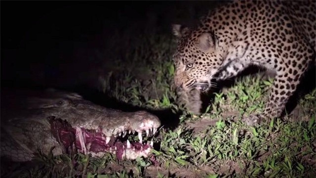 Con báo thăm dò con cá sấu trước khi hành động.