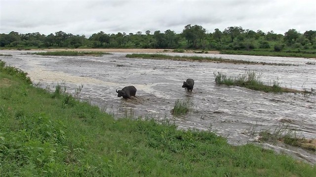 Bỗng chốc chìm trong biển nước, phá vỡ giấc ngủ của cặp trâu già.