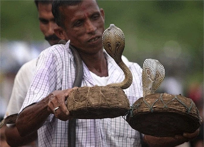 Đây là bộ tộc được coi là mê rắn nhất thế giới, bởi từ nhiều đời nay, họ đã chung sống với các loài rắn độc.