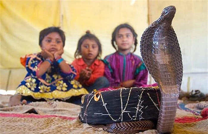Người Vadi rất coi trọng loài rắn. Mặc dù họ bắt rắn từ tự nhiên để thuần hóa, song họ chỉ giữ rắn bên mình không quá 7 tháng.