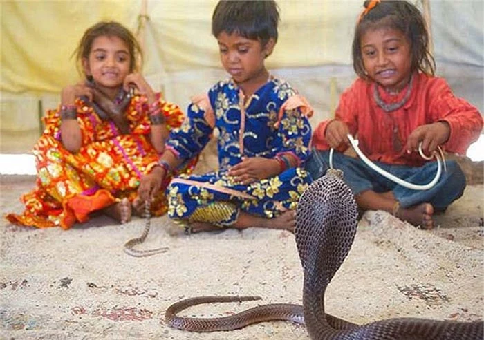 Người Vadi quan niệm rằng, nếu giữ rắn quá 7 tháng, chúng sẽ tìm mọi cách làm hại con người.