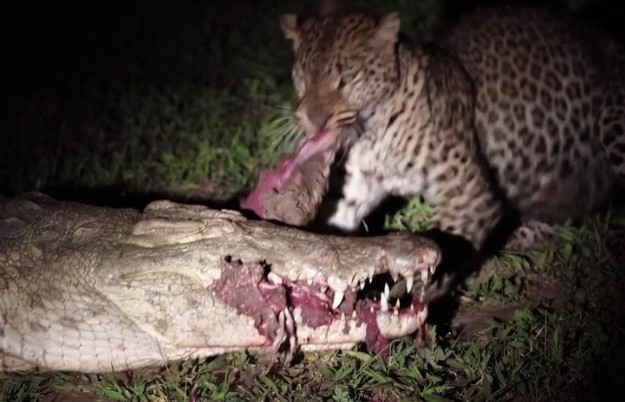 Clip: Con báo hoa mai dũng cảm nhất quả đất, "cả gan" đi cướp cả miếng thịt trong miệng con cá sấu khổng lồ