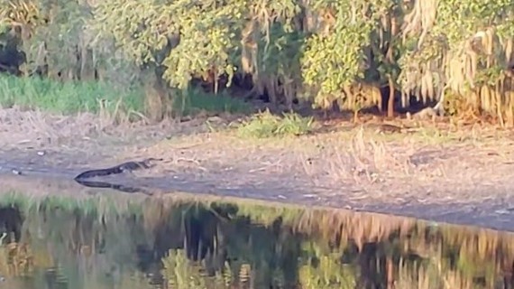 Clip: Cá sấu mõm ngắn Mỹ "vồ" lợn rừng