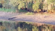 Clip: Cá sấu mõm ngắn Mỹ "vồ" lợn rừng