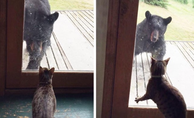 Clip: Gấu hoang tò mò định lẻn vào nhà dân bị mèo cưng dọa cho chạy "mất dép"