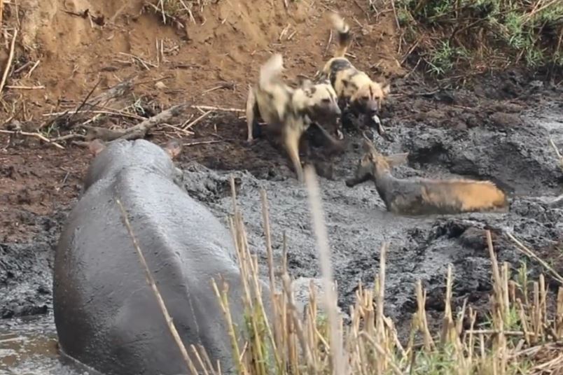 Hà mã bất ngờ biến thành 'người hùng', cứu linh dương khỏi nanh vuốt của bầy chó hoang 