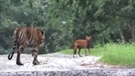 Clip: Hổ Bengal đua tốc độ cùng sói đỏ, nhận cái kết hài hước
