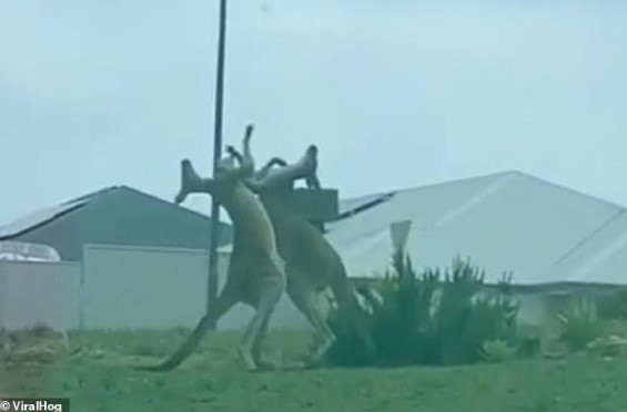 Clip: Trận ẩu đả kinh hoàng giữa 2 con chuột túi Kangaroo giữa phố