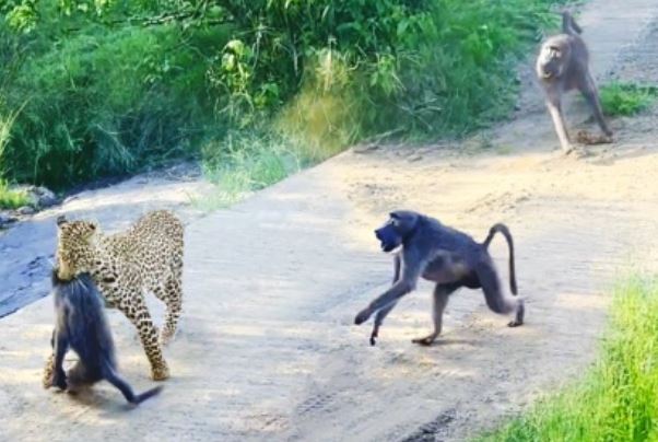 Khỉ đầu chó hợp sức chống lại báo hoa mai để trả thù cho đồng loại