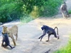 Khỉ đầu chó hợp sức chống lại báo hoa mai để trả thù cho đồng loại
