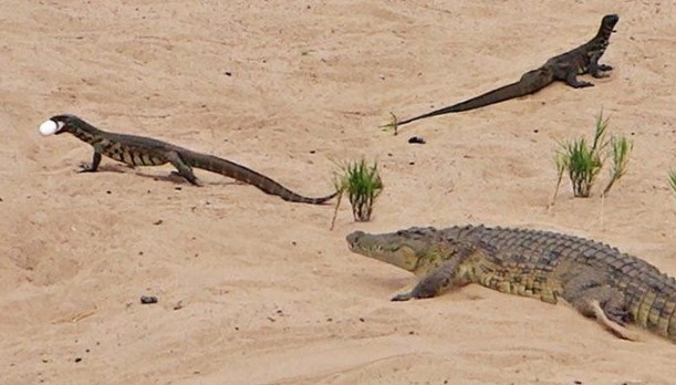 Nhiệm vụ bất khả thi: Kỳ đà trộm trứng của cá sấu