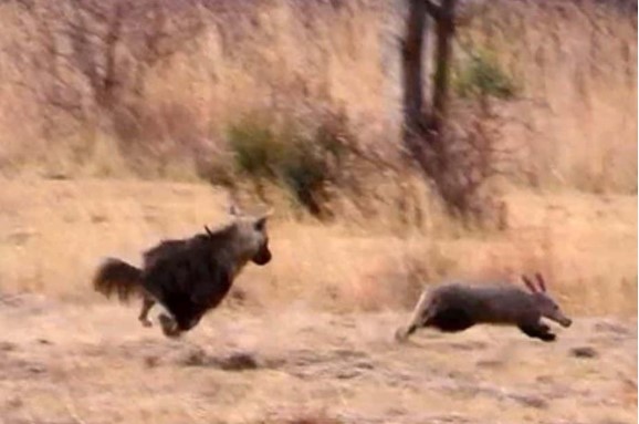 Clip: Lợn đất thoát chết thần kỳ sau màn rượt đuổi tốc độ cao với linh cẩu