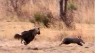 Clip: Lợn đất thoát chết thần kỳ sau màn rượt đuổi tốc độ cao với linh cẩu