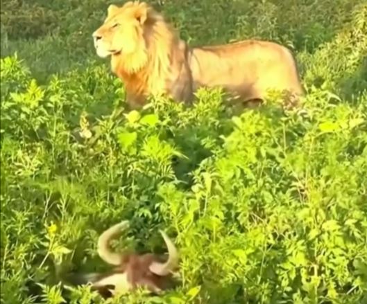 Clip: Linh dương đầu bò "chơi trốn tìm" với sư tử và cái kết bất ngờ