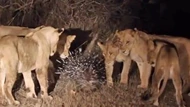 Clip: Đàn sư tử 17 con "chào thua" chú nhím nhỏ