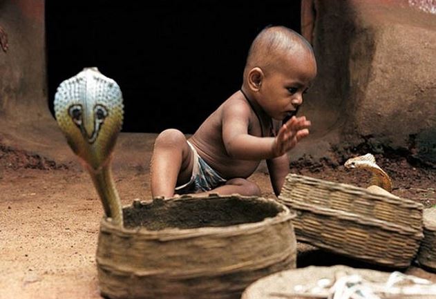 Kinh dị bộ tộc ăn, ngủ, ở cùng với rắn độc