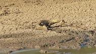 Rắn mamba đen bỏ mạng khi đối đầu với cá sấu