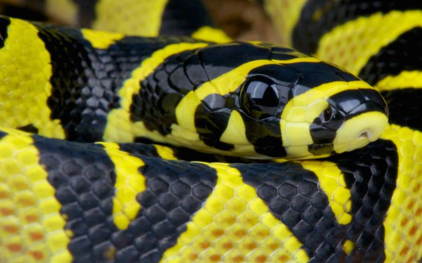 Loài rắn sở hữu họa tiết sặc sỡ và độc đáo tại Việt Nam