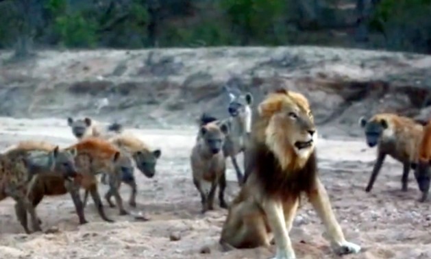 Clip: Chúa sơn lâm thể hiện bản lĩnh giữa vòng vây của 20 con linh cẩu khát máu