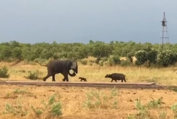 Clip: Trâu non "mới nứt mắt" đã đi gây hấn với con voi châu Phi to lớn và cái kết không thể ngờ