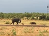 Clip: Trâu non "mới nứt mắt" đã đi gây hấn với con voi châu Phi to lớn và cái kết không thể ngờ